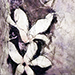 Sumaco Yasui Gallery